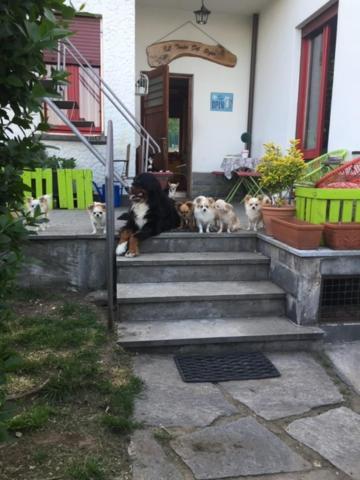 B&B Il Tempo Del Sogno Con Cani E Gatti Pet&Breakfast Бавено Екстер'єр фото
