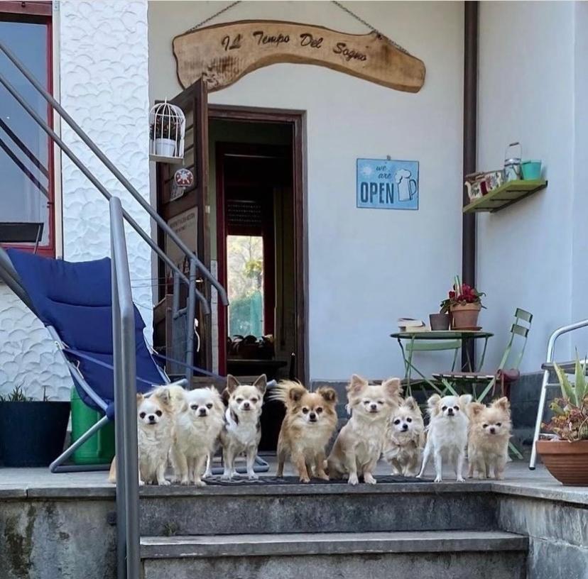 B&B Il Tempo Del Sogno Con Cani E Gatti Pet&Breakfast Бавено Екстер'єр фото